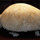Illustration for article titled Top 10 Prehistoric Mammals That Were Way Cooler Than Dinosaurs